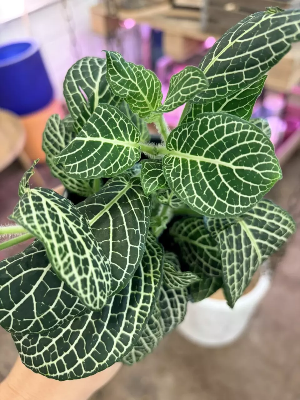 plant/Fittonia nerve plants green pink red potted in 4” pot pet friendly easy to care-0