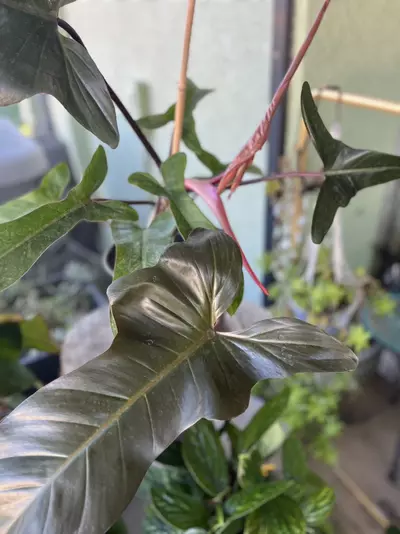 plant/Fl Bronze philodendron-1-thumbnail