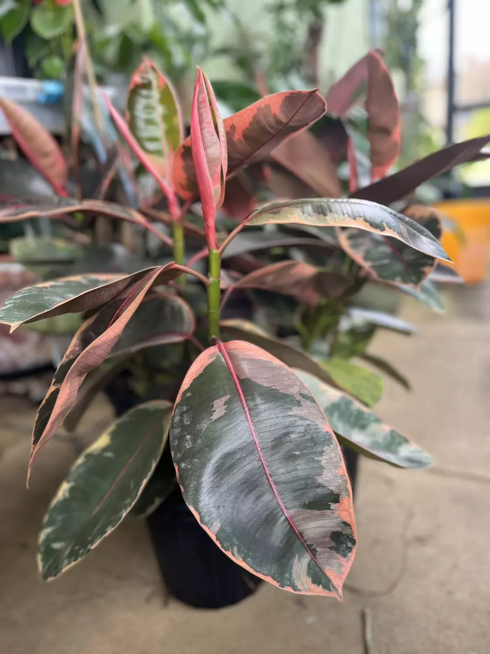 plant/Elastica “ Ruby Red”-6