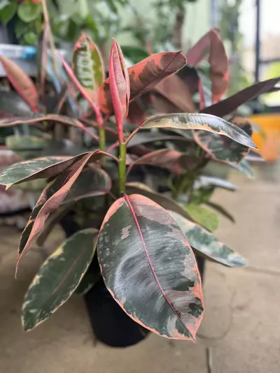 plant/Elastica “ Ruby Red”-6-thumbnail