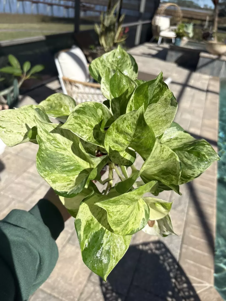 Manjula Pothos