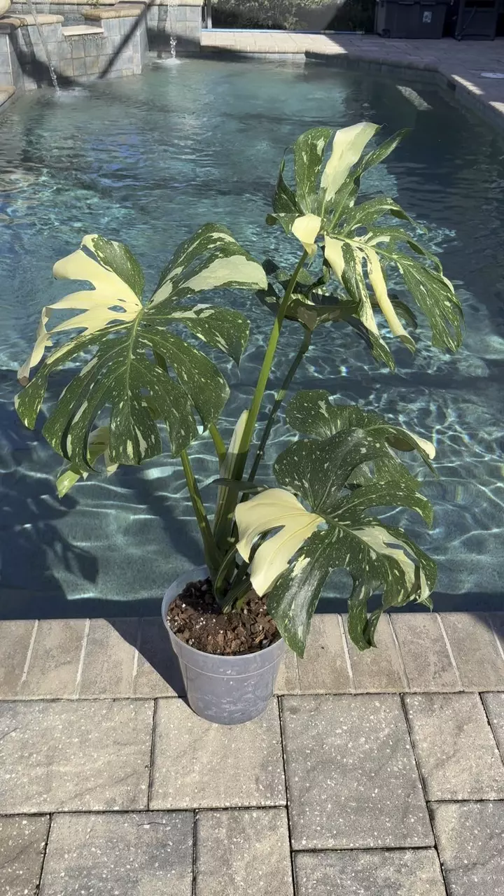 plant/Monstera Thai Constellation-1