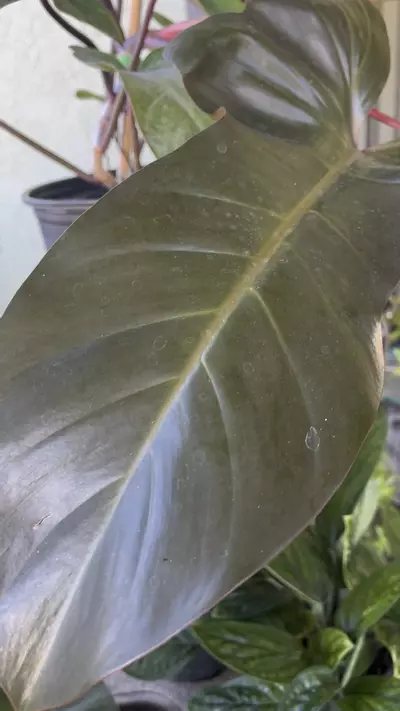 plant/Fl Bronze philodendron-2-thumbnail