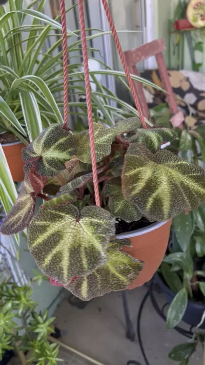 plant/Soli-Mutata Begonia-3-thumbnail