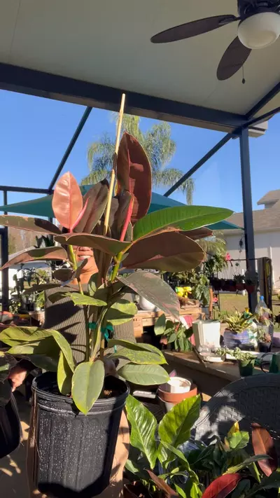 plant/Elastica “ Ruby Red”-0-thumbnail