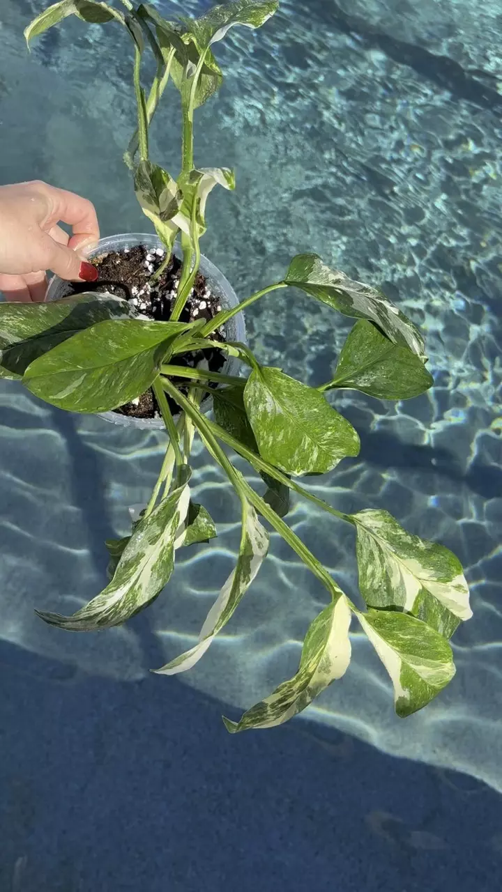 plant/Monstera Lechleriana Albo-1