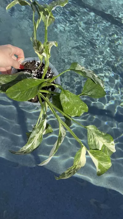 plant/Monstera Lechleriana Albo-1-thumbnail