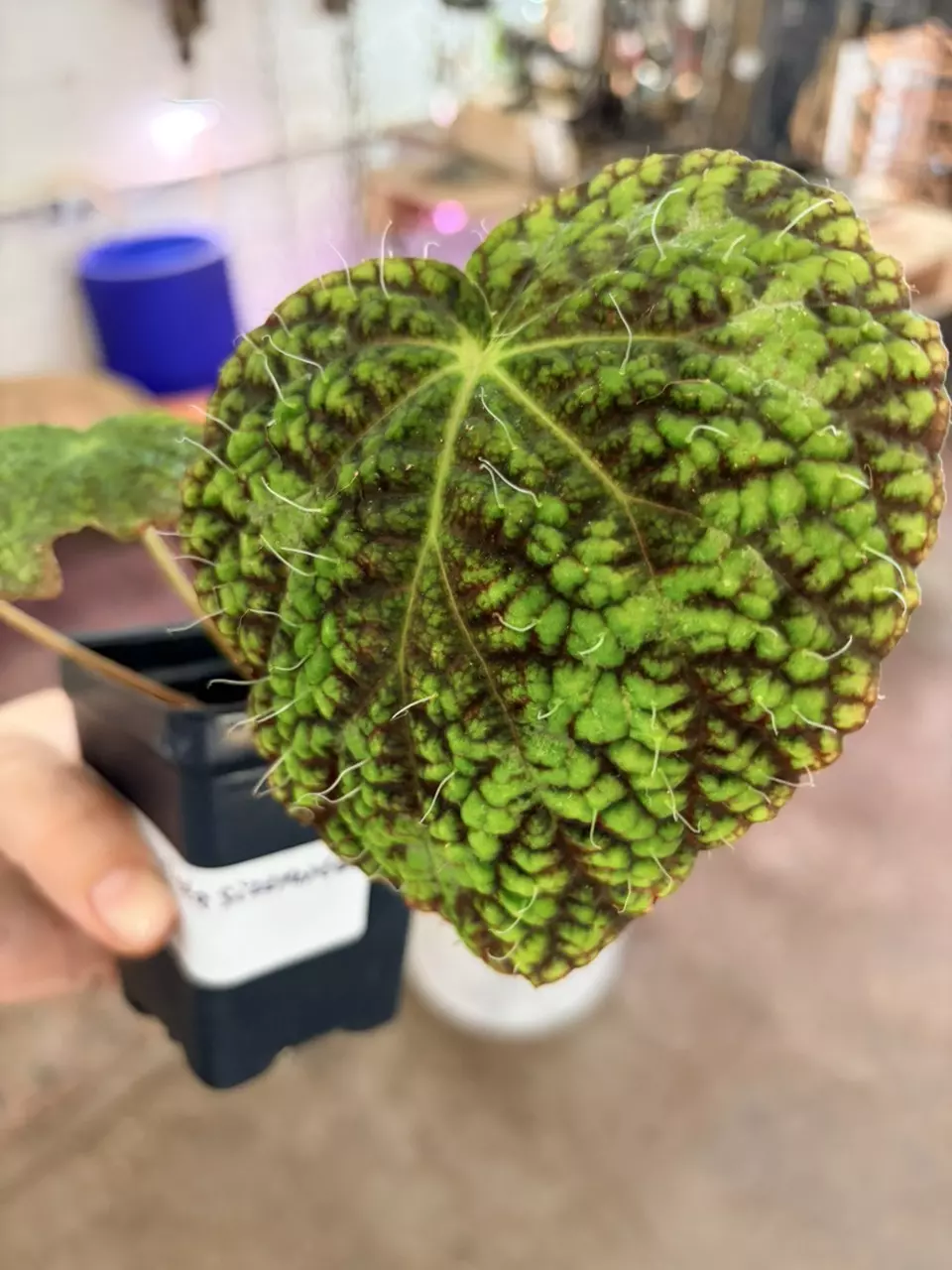 plant/Rare houseplant begonia longiciliata sizemoreal 3” pot-2