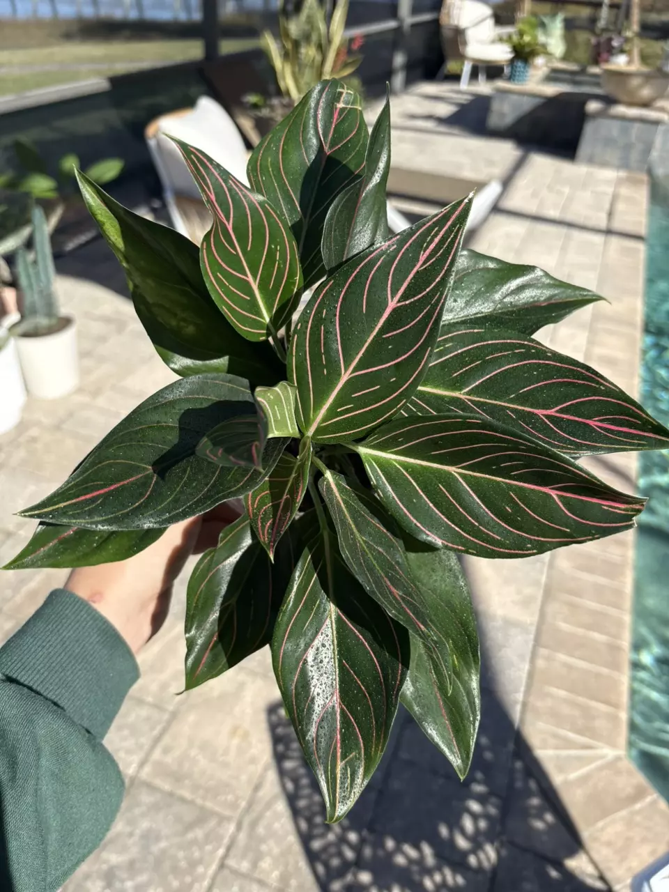 plant/Aglaonema Red Vein-0