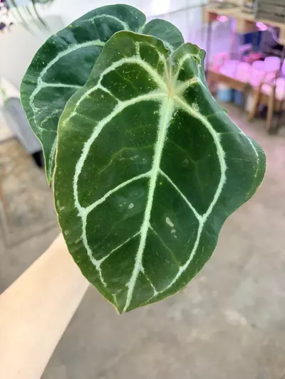 plant/Indoor plant anthurium hybrid easy to care-2-thumbnail