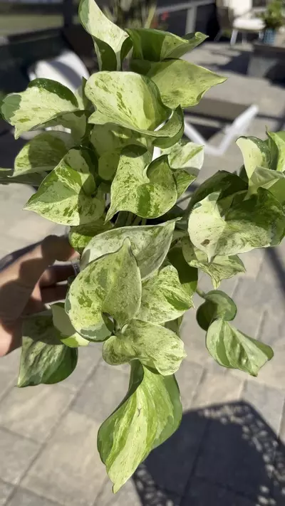 plant/Manjula Pothos-1-thumbnail