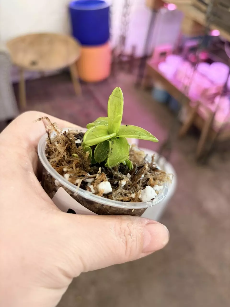 plant/Butterwort 3” pot soil carnivorous houseplants-2