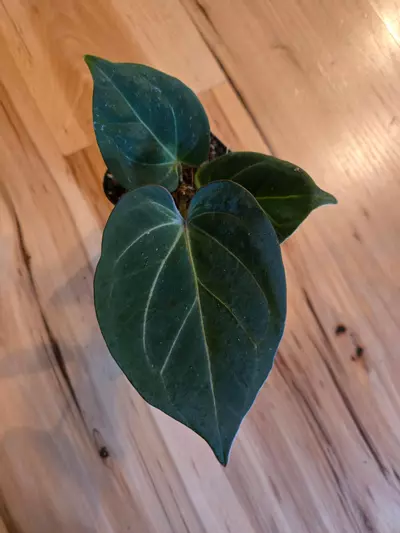 plant/HU KOS-0-thumbnail