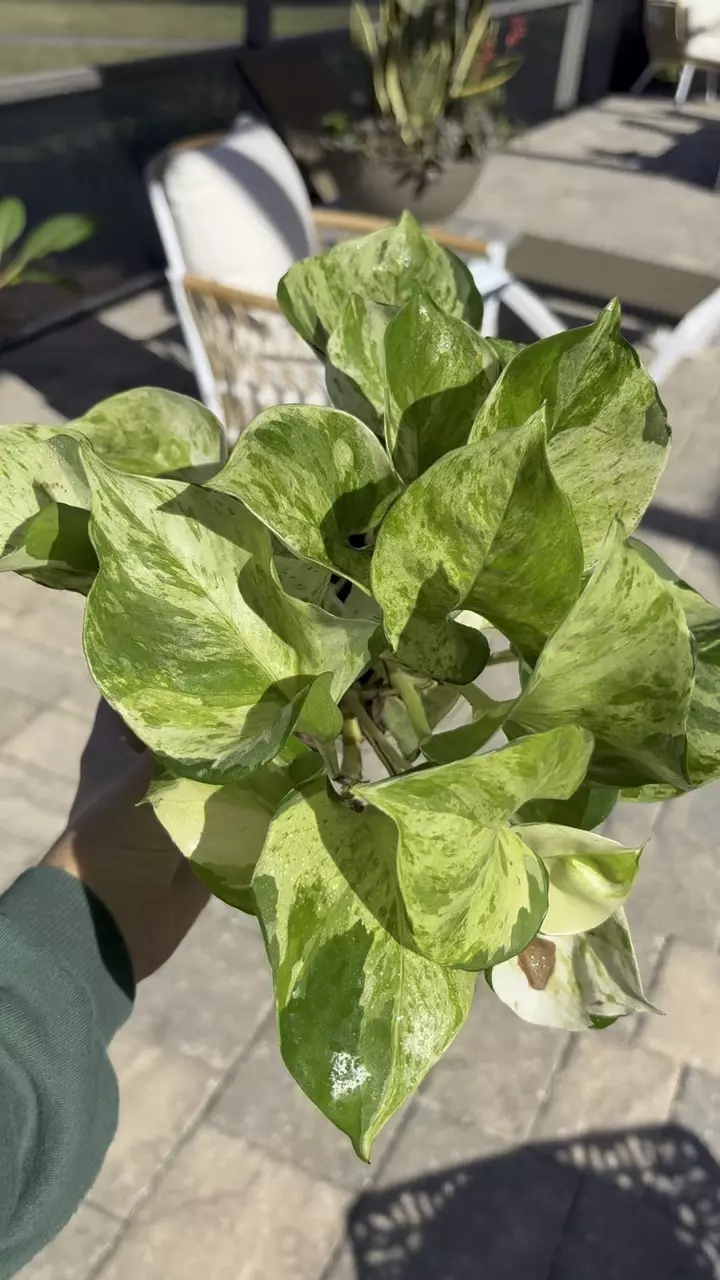 plant/Manjula Pothos-1