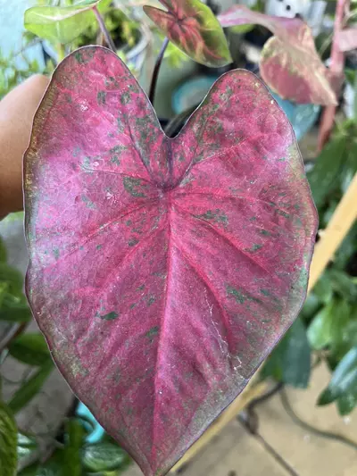 plant/Caladium Hybrid assortment-6-thumbnail