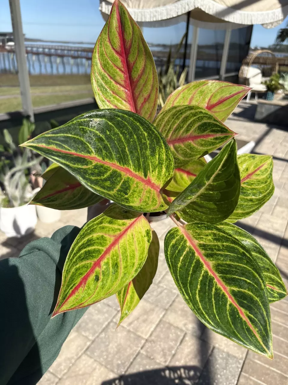 plant/Aglaonema Golden Papaya-0