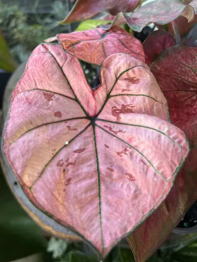 plant/Caladium Hybrid assortment-2-thumbnail