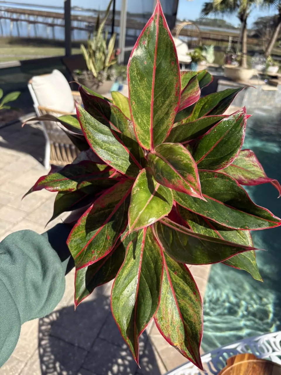 plant/Aglaonema Red Siam-0