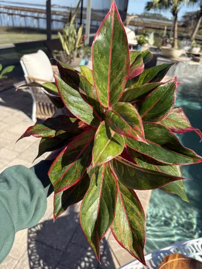 plant/Aglaonema Red Siam-0-thumbnail