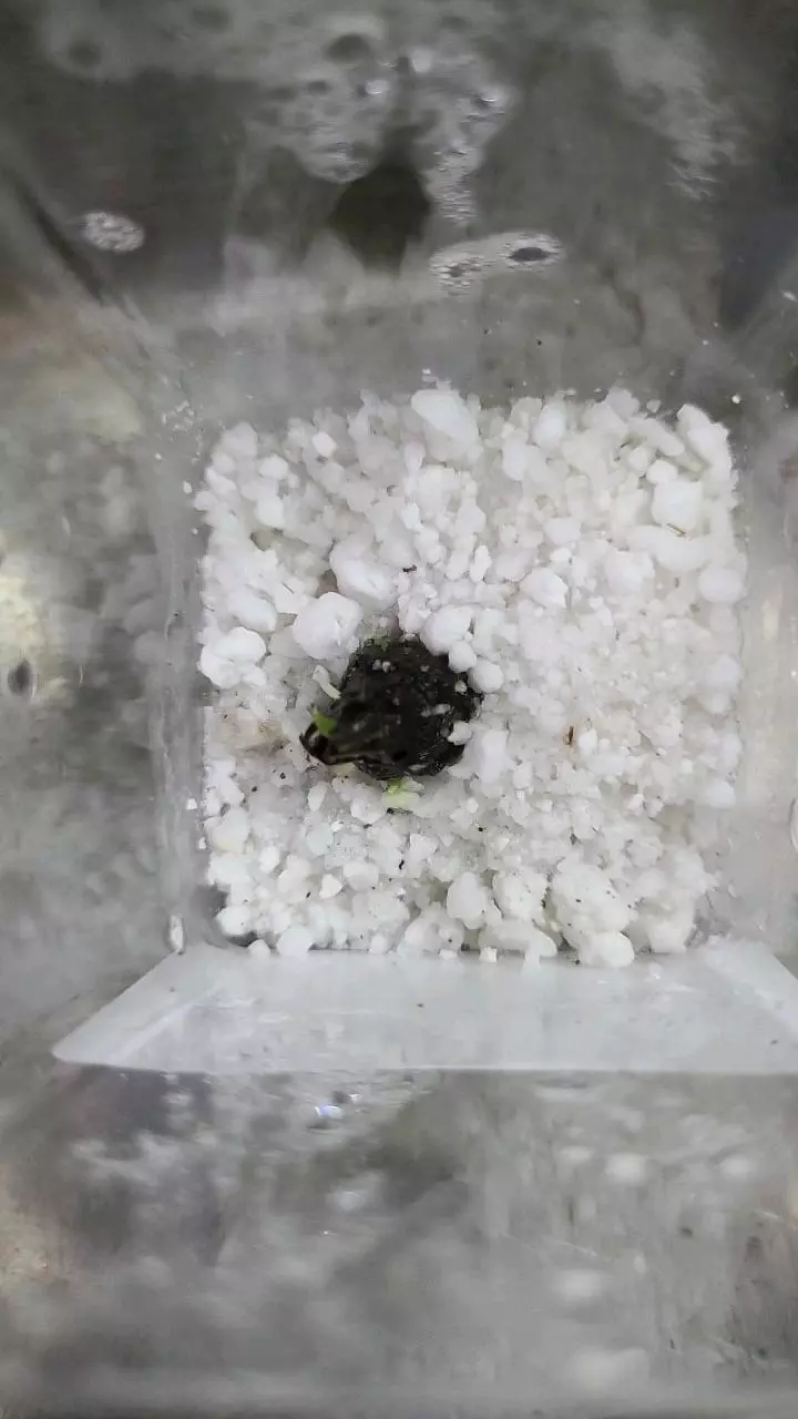 plant/Alocasia Odora Sprouted Corm 12-092-0