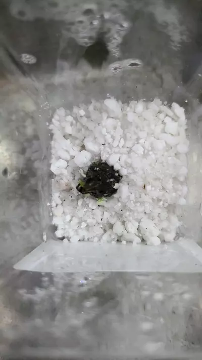 plant/Alocasia Odora Sprouted Corm 12-092-0-thumbnail