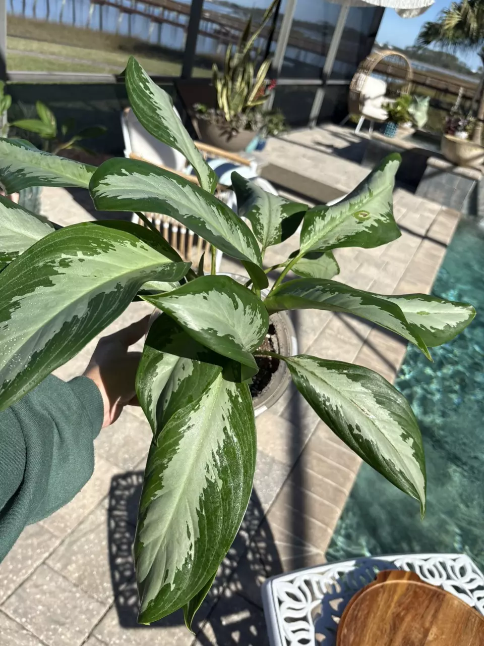 plant/Aglaonema Emerald Bay-0