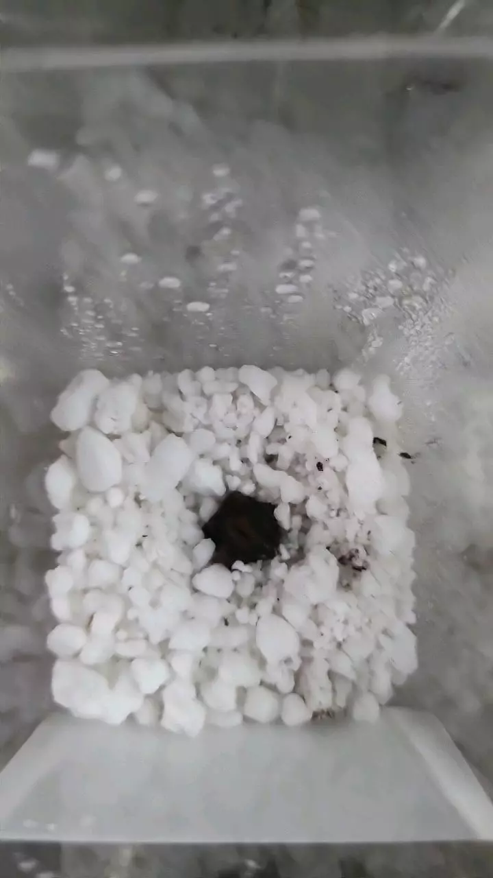 plant/Pink Dragon Alocasia Corm 12-088-0