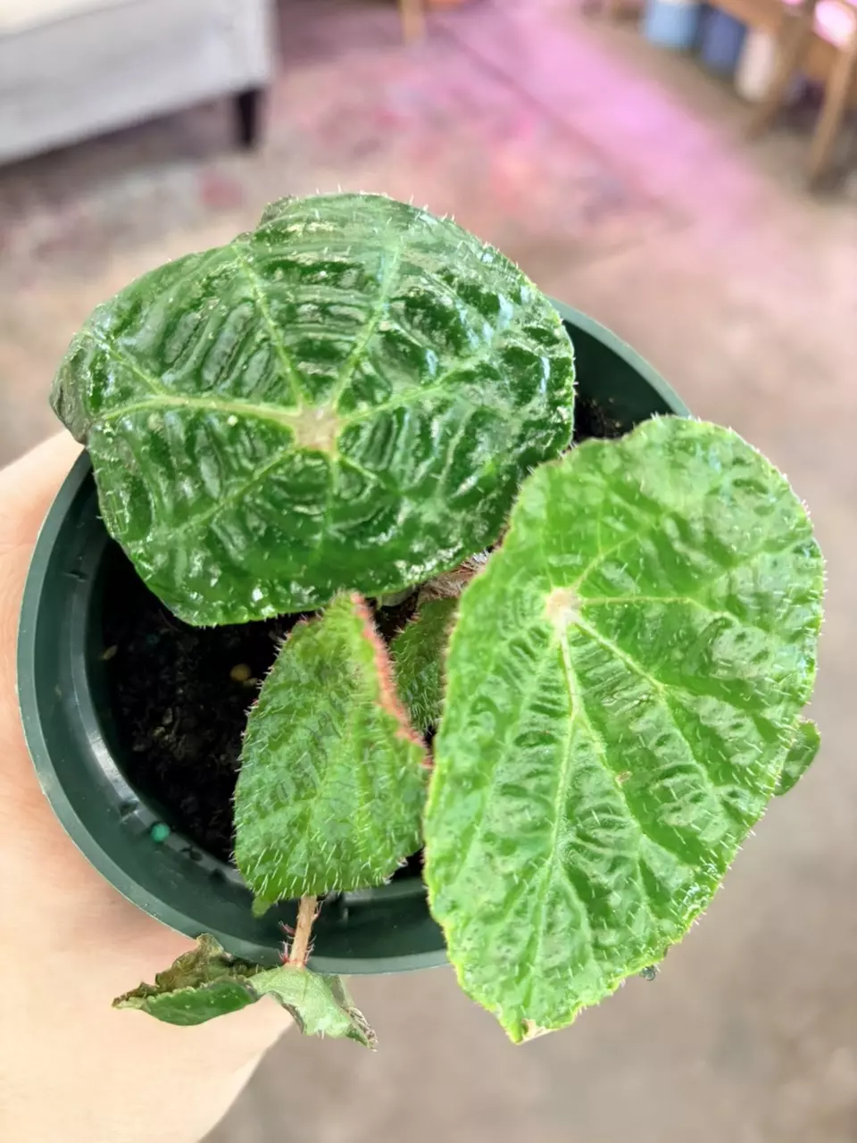 plant/Rare houseplant begonia paulensis-0