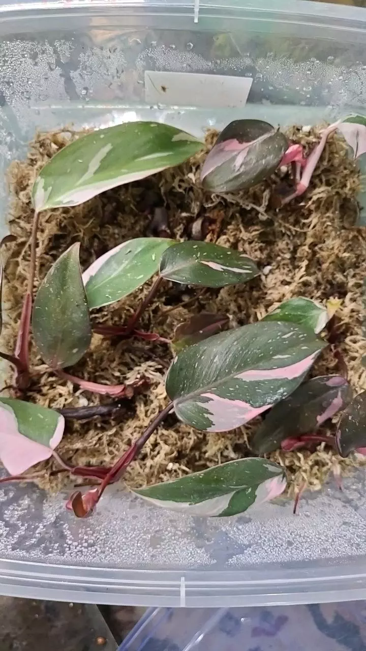 plant/Pink Princess Alocasia Top Cut LIGHTLY ROOTED GROWER'S CHOICE-0