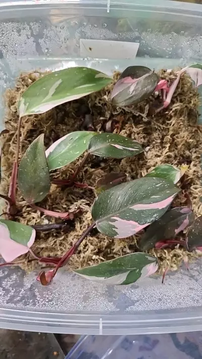 plant/Pink Princess Alocasia Top Cut LIGHTLY ROOTED GROWER'S CHOICE-0-thumbnail