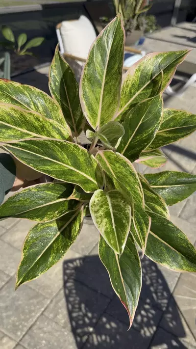 plant/Aglaonema Pink Aurora-1-thumbnail