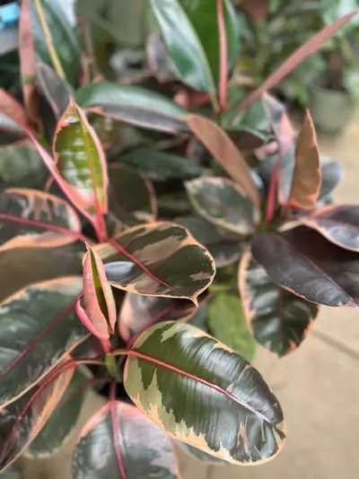 plant/Elastica “ Ruby Red”-5-thumbnail