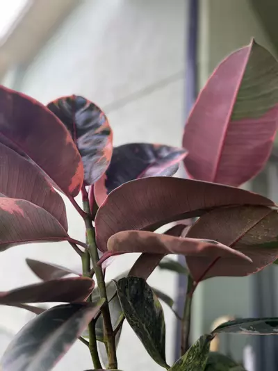 plant/Elastica “ Ruby Red”-3-thumbnail