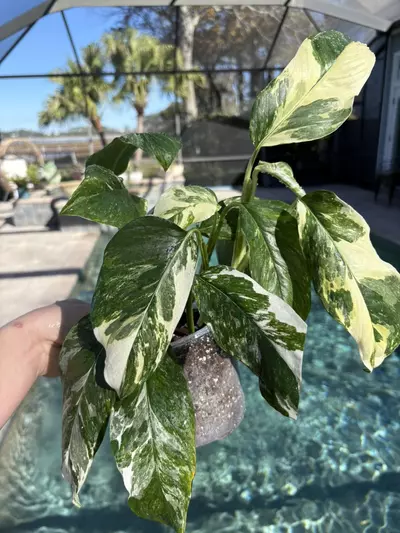 plant/Monstera Lechleriana Albo-0-thumbnail