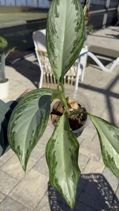 plant/Aglaonema Emerald Bay-1-thumbnail