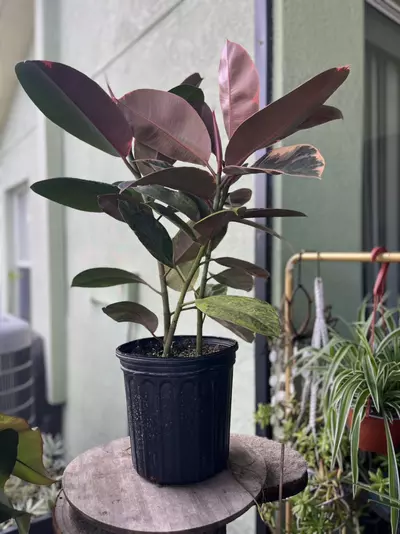 plant/Elastica “ Ruby Red”-4-thumbnail