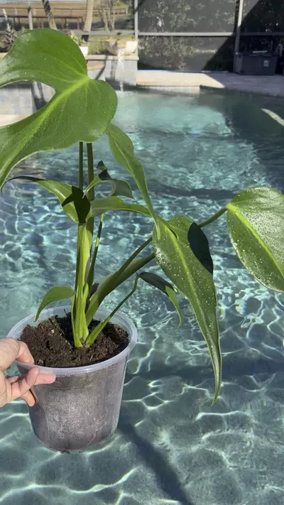 plant/Monstera Burle Marx Flame-1-thumbnail