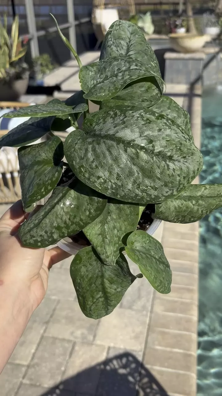 plant/Scindapsus Mt Salak-1