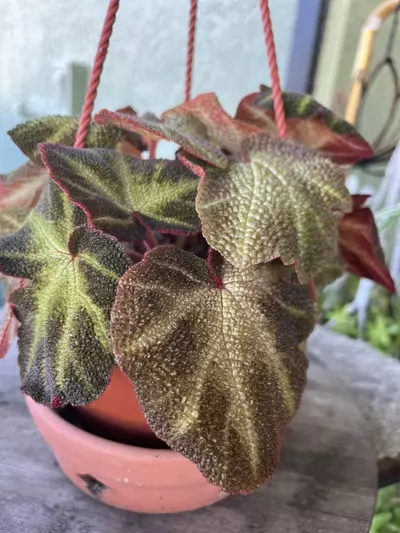 plant/Soli-Mutata Begonia-0-thumbnail