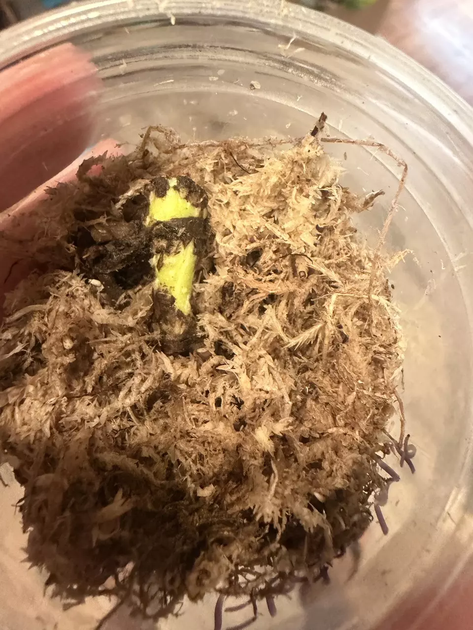 plant/Monstera Electrolyte rooted chonk-0