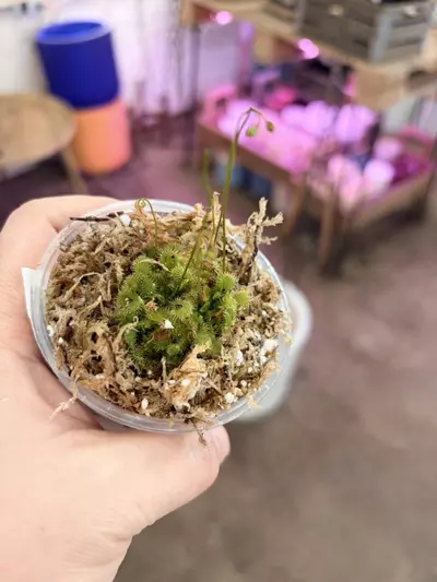 plant/carnivorous houseplants dorsenra carpensusXspatulata 3” pot-0-thumbnail