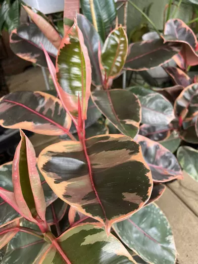 plant/Elastica “ Ruby Red”-2-thumbnail