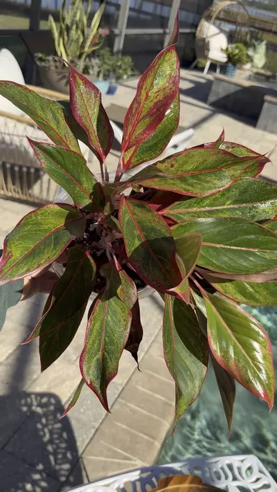 plant/Aglaonema Red Siam-1-thumbnail
