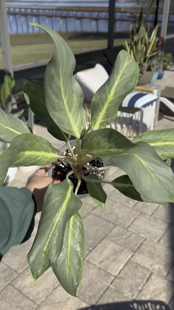 plant/Aglaonema Ghost-1