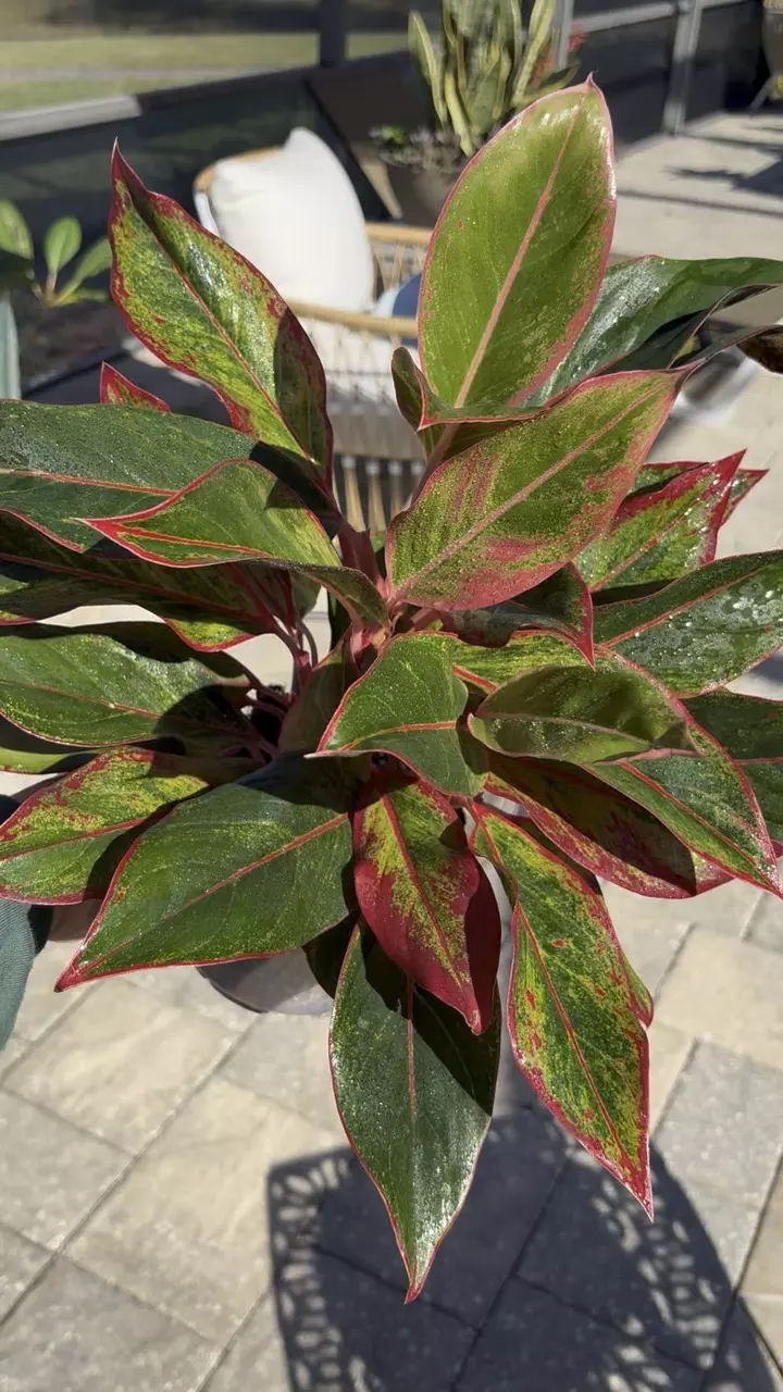 plant/Aglaonema Red Siam-1