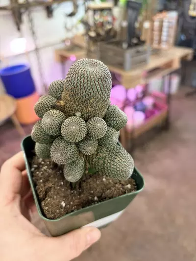plant/Rare cactus indoor plant-1-thumbnail