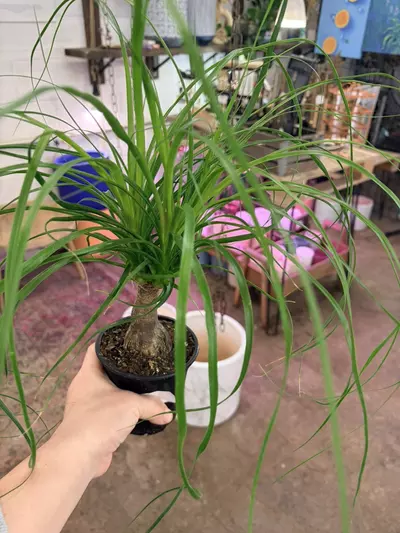 plant/Ponytail palm potted in 4” pot pet friendly easy to care-0-thumbnail