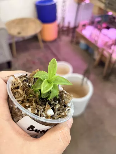 plant/Butterwort 3” pot soil carnivorous houseplants-1-thumbnail