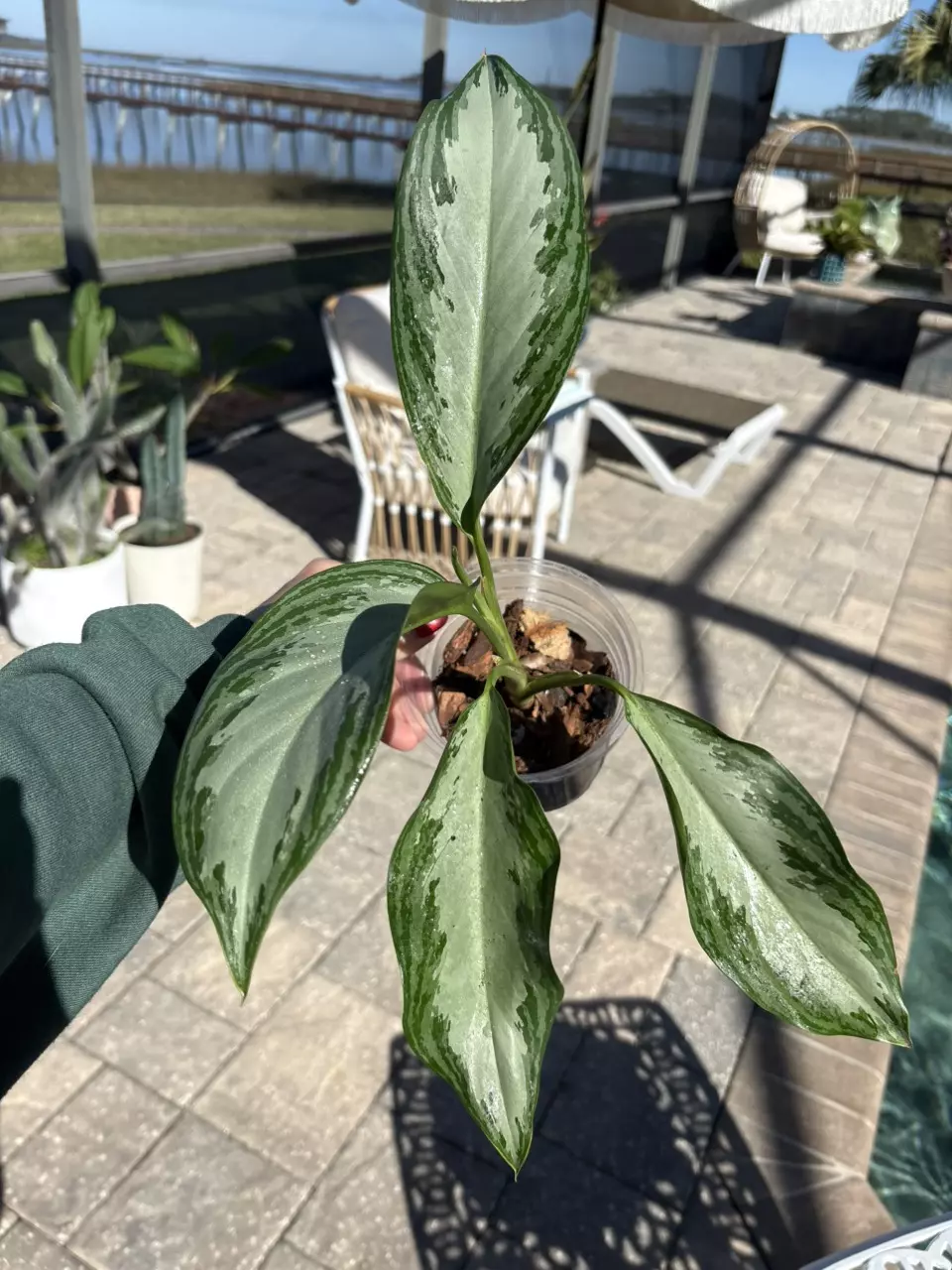 plant/Aglaonema Emerald Bay-0