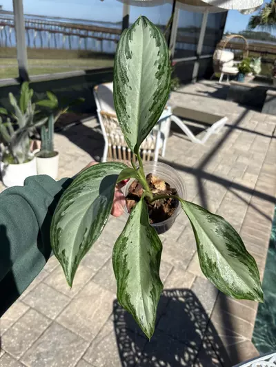 plant/Aglaonema Emerald Bay-0-thumbnail